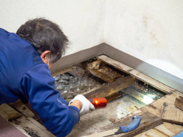 Mold Removal Process in Springfield, GA