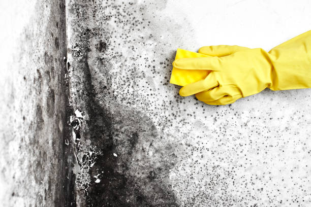 Best Mold Testing  in Springfield, GA