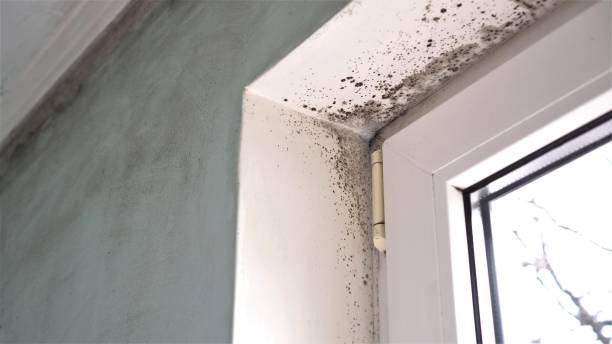Best Office Mold Removal Services  in Springfield, GA