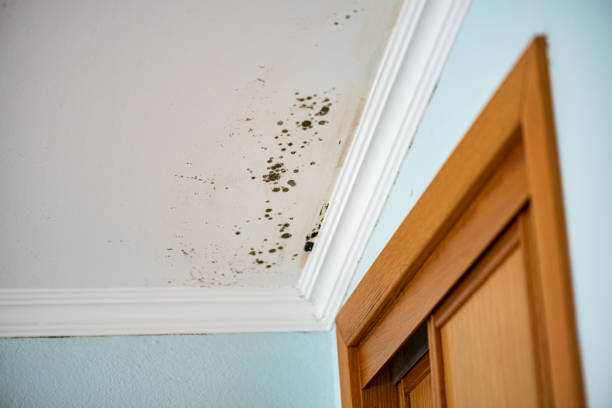 Best Mold Removal Near Me  in Springfield, GA