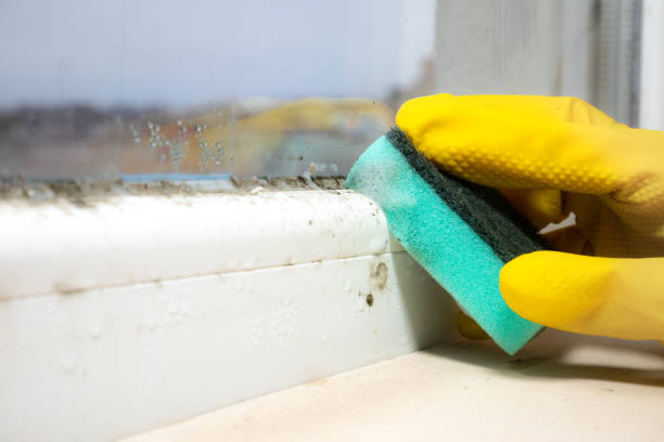 Best Best Mold Removal Companies  in Springfield, GA
