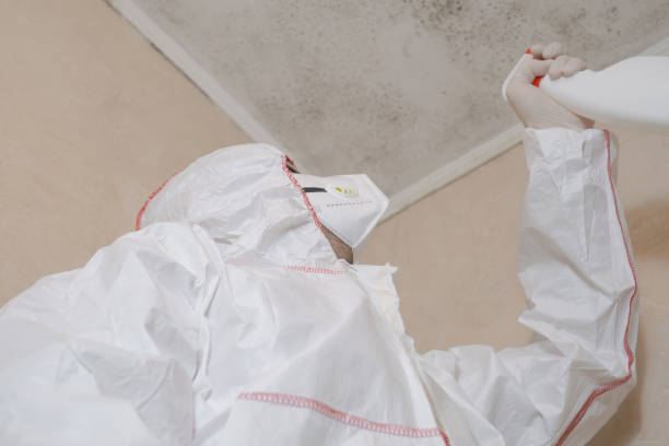 Best Fast Mold Removal  in Springfield, GA
