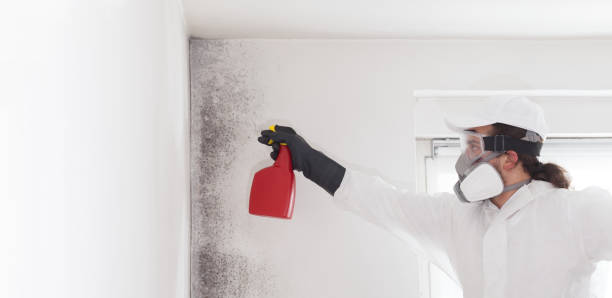 Best Same-Day Mold Removal  in Springfield, GA