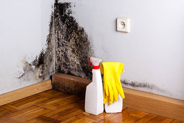 Attic Mold Removal in Springfield, GA