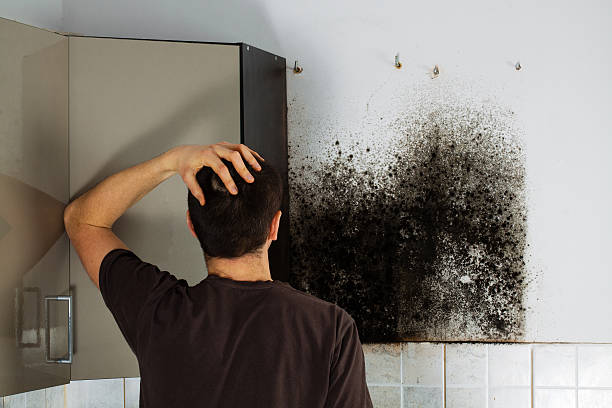 Best Mold Remediation  in Springfield, GA