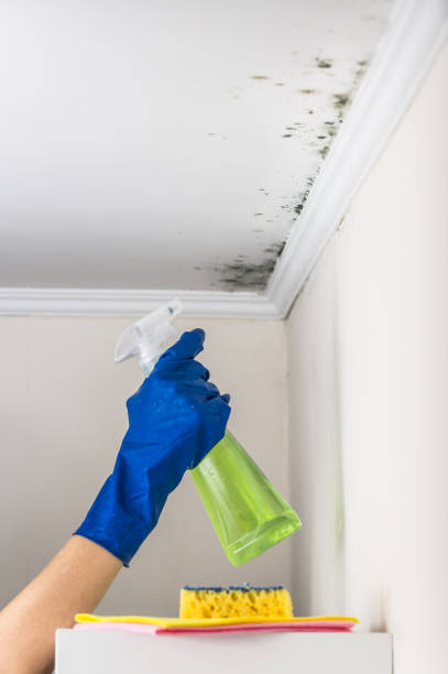 Best Affordable Mold Removal  in Springfield, GA