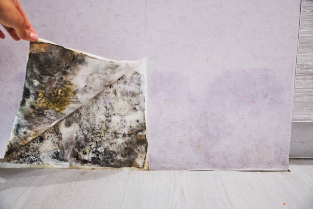 Best Best Mold Removal Companies  in Springfield, GA